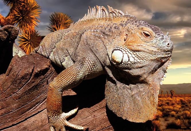 Reise in Ecuador, Faszinierende Tierwelt auf Galápagos