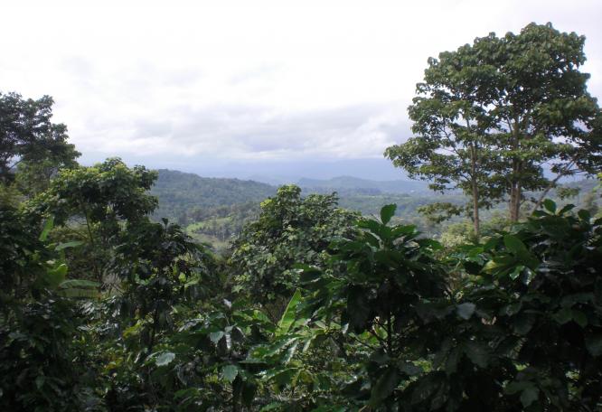 Reise in Nicaragua, Blick auf die Baeume
