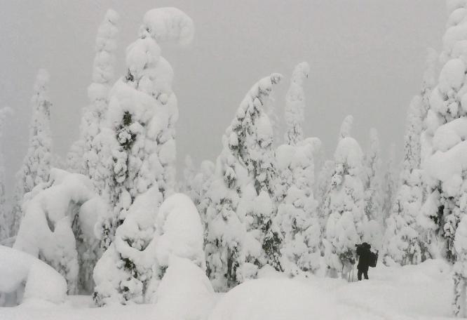 Reise in Finnland, Finnische Wälder im Winterlicht