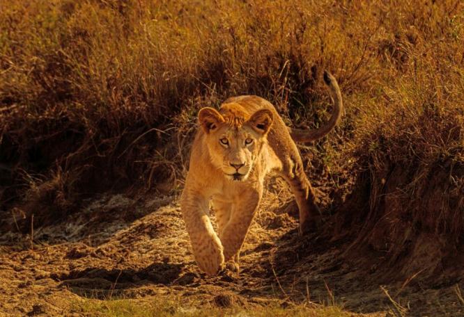 Reise in Kenia, Junger neugieriger Löwe