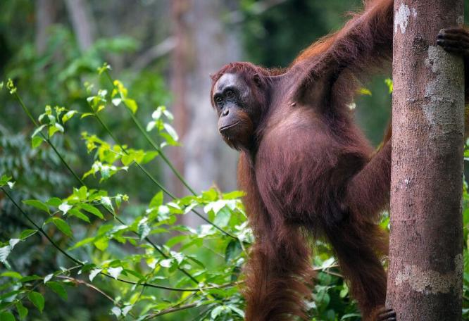 Reise in Indonesien, Orang-Utan Weibchen im Tanjung-Puting-Nationalpark