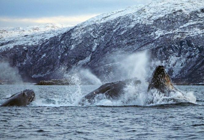 Reise in Norwegen, Buckelwale bei Nahrungsaufnahme