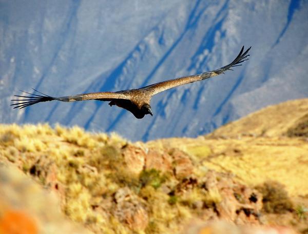 Reise in Peru, Anden-Condor