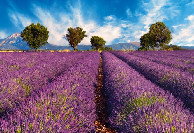 Reise in Frankreich, Provence: Kultur und Genuss - Lavendelblüte mit Christina Karmrodt