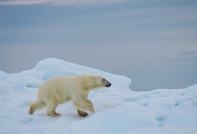 Reise in Russland, Seltener Anblick – zwei Eisbären ganz kuschelig