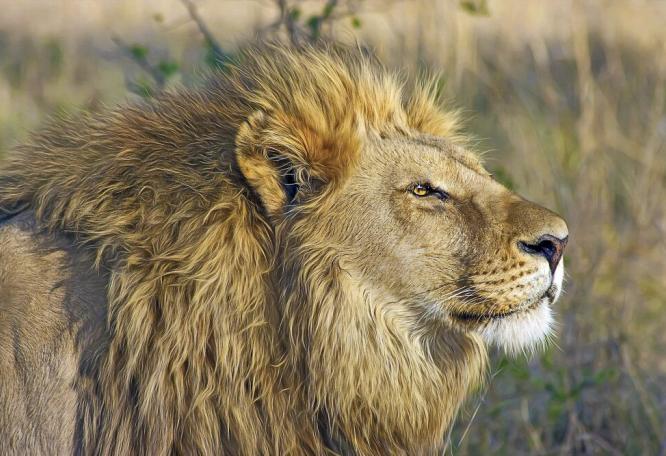 Reise in Botswana, Löwe auf Pirsch im Nationalpark