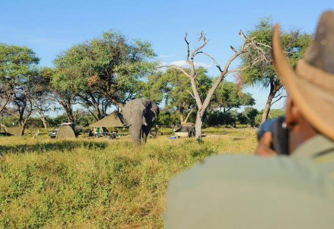 Reise in Botswana, Giraffen unterwegs in den Weiten der Savuti-Marschen