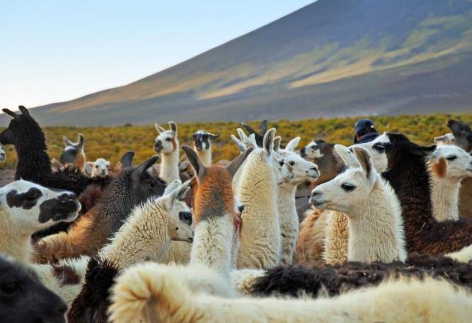Reise in Bolivien, Lamas im kargen Altiplano