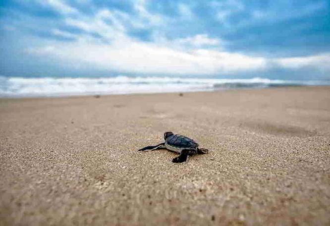 Reise in Kap Verde, Eine Schildkröte auf dem Weg ins Meer vor den Kapverden