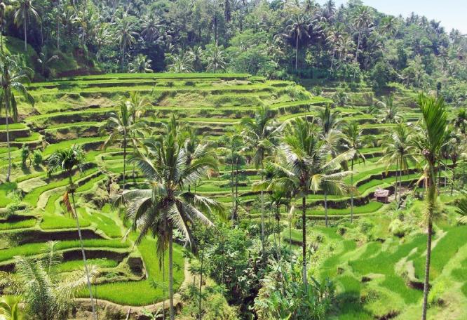 Reise in Indonesien, Reisterrassen auf Bali
