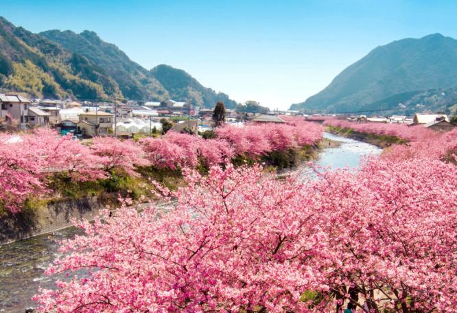Reise in Japan, Blick auf den Fuji-san zur Kirschblüte in Shizuoka