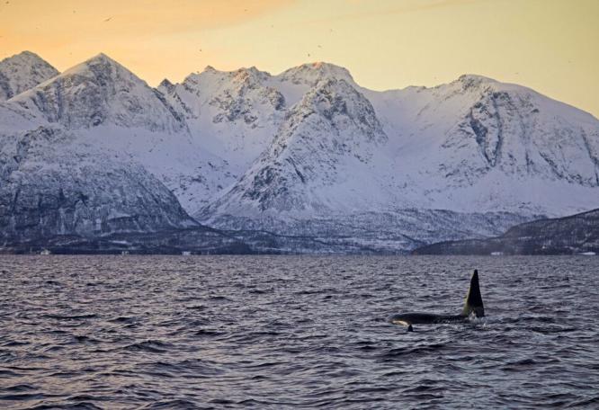 Reise in Norwegen, Orca-Sichtung