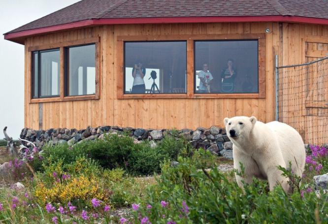 Reise in Kanada, Eisbär direkt an der Seal River Lodge