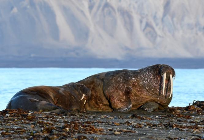 Reise in Spitzbergen, Bartrobbe – aus dem Zodiac fotografiert