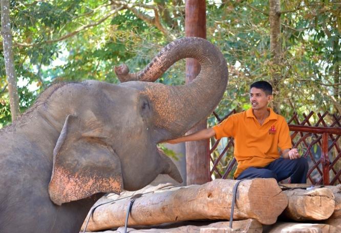 Reise in Sri Lanka, Besuch in der Elefanten-Rettungsstation Udawalawe während der Gruppenreise nach Sri Lanka