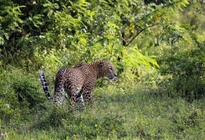 Reise in Sri Lanka, Leopard
