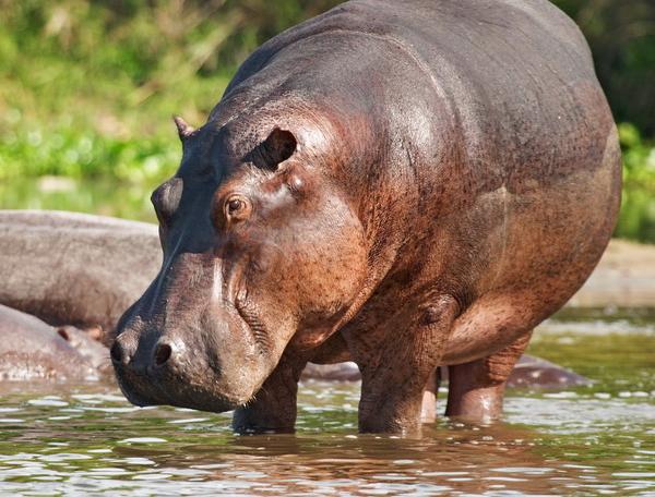 Reise in Botswana, Südafrika, Simbabwe & Botswana - Tierparadies mit tosenden Wasserfällen (feste Unterkünfte)