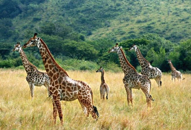 Reise in Südafrika, Giraffen im Krüger-Nationalpark
