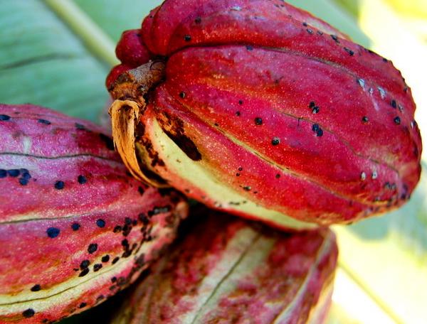 Reise in Tansania, Kakaofrucht auf Sansibar