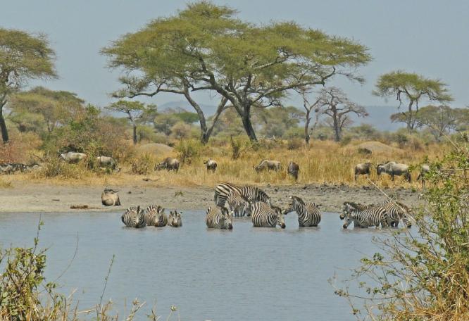 Reise in Tansania, Tansania - Safari im wilden Süden