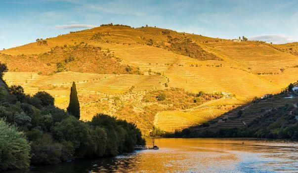 Reise in Portugal, Weinberge im Douro-Tal