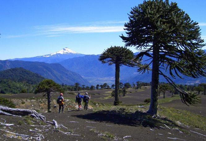 Reise in Chile, Kondor im Colca-Tal