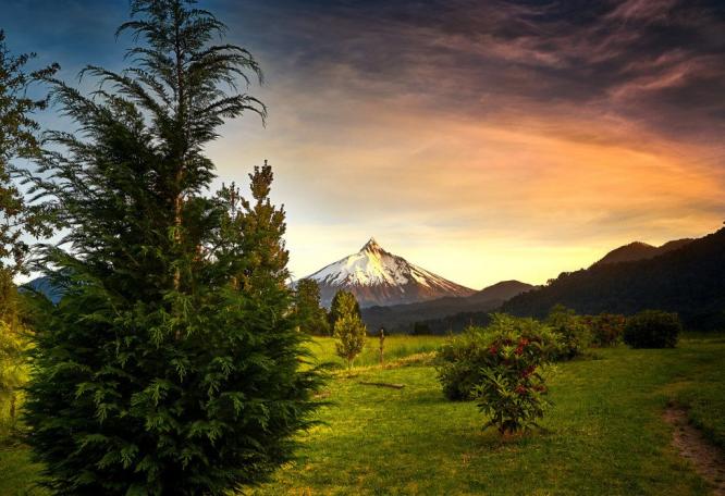 Reise in Chile, Araukarienwald vor dem Vulkan Llaima