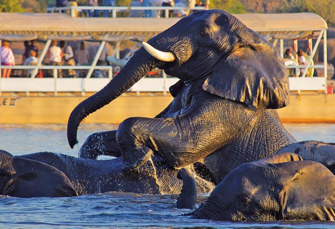 Reise in Botswana, Wildsafari im Safarifahrzeug im Etosha-Nationalpark