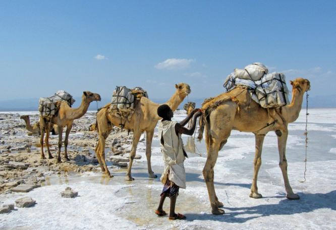 Reise in Äthiopien, Salzkarawanen in der Danakil