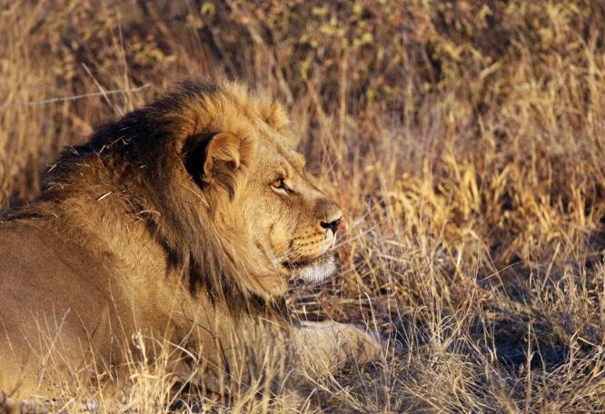 Reise in Botswana, Löwe im Chobe-Nationalpark