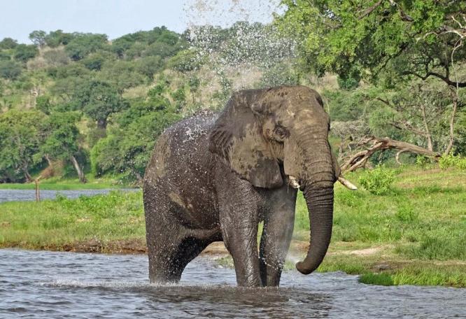 Reise in Botswana, Den Elefanten ganz nah im Chobe-Nationalpark