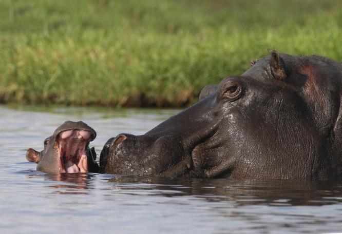 Reise in Botswana, Ein Flußpferd mit Nachwuchs im Caprivi-Streifen