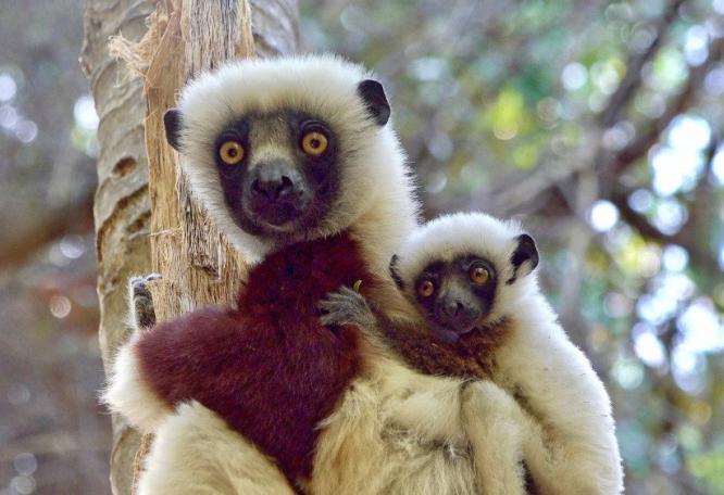 Reise in Madagaskar, Coquerels Sifaka Propithecus coquereli