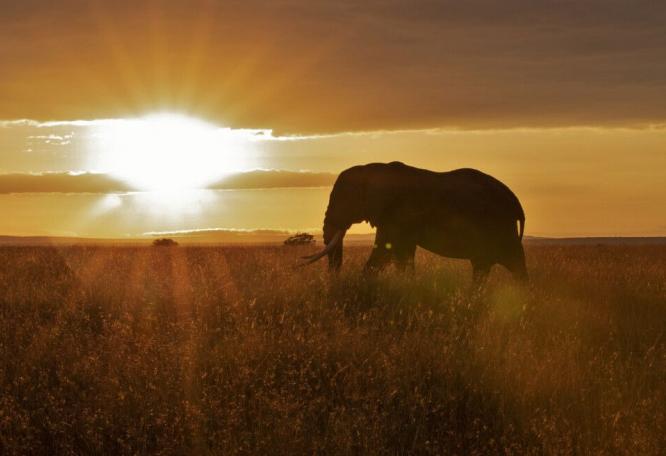 Reise in Tansania, Elefant
