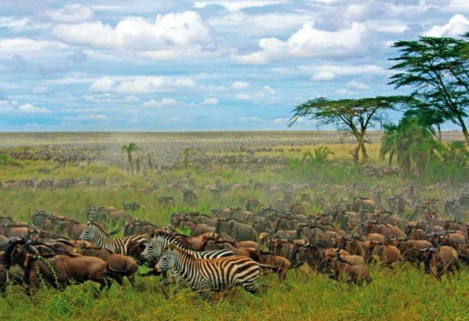 Reise in Tansania, Zebras und Gnus in der Savanne