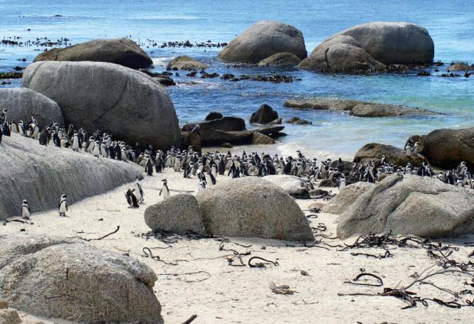 Reise in Botswana, Pinguine am Boulders Beach (Kaphalbinsel)