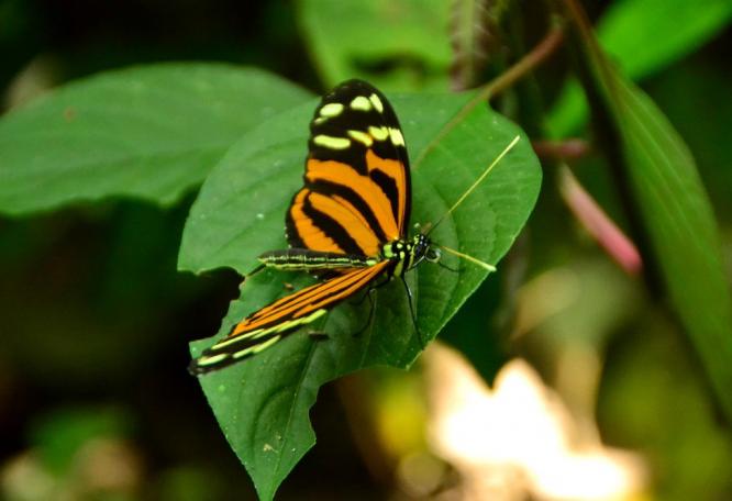 Reise in Costa Rica, Costa Rica – Schmetterling