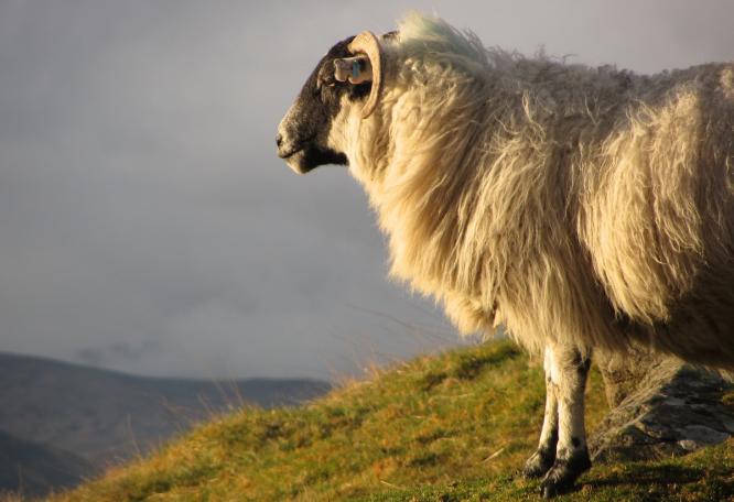 Reise in Vereinigtes Königreich, Schaf am Fuße des höchsten Berges Schottlands, dem Ben Nevis