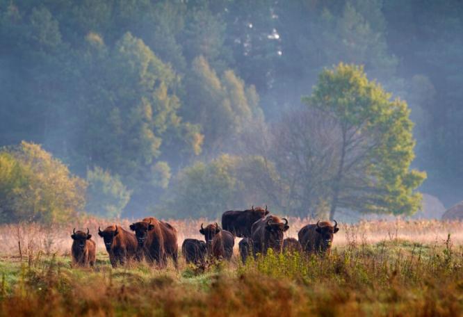Reise in Polen, Bison-Herde im Bialowieza Nationalpark