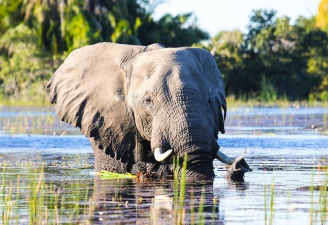 Reise in Botswana, Sundowner-Bootsfahrt im Okavango-Delta