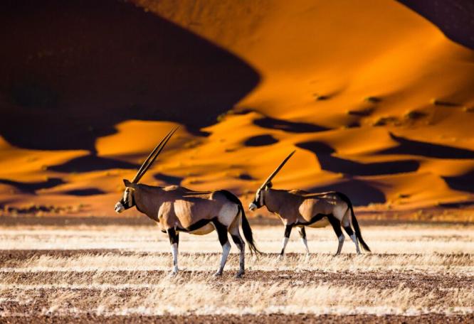 Reise in Namibia, Oryx-Antilopen im Sossusvlei
