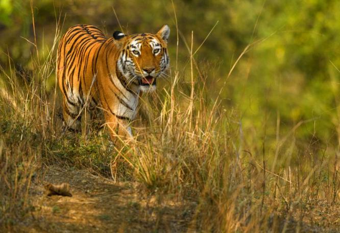 Reise in Indien, Bengalischer Tiger im Ranthambore-Nationalpark
