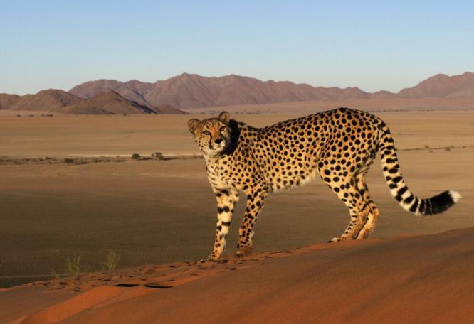 Reise in Namibia, Gepard in der Wüste