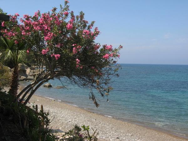 Reise in Zypern, Oleander am Strand bei Polis in der Nähe unserer Unterkunft