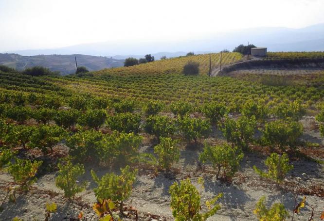 Reise in Zypern, Weinregion oberhalb von Paphos bei Dorf Dano Panagia