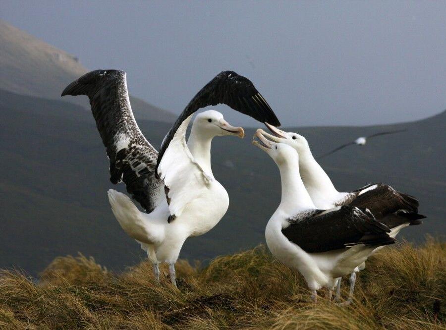 Reise in Antarktis, In der Albatros-Kolonie