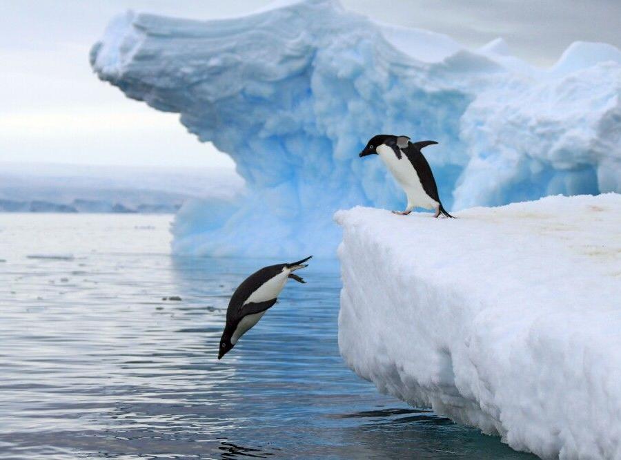 Reise in Antarktis, Auf dem Weg ins Wasser