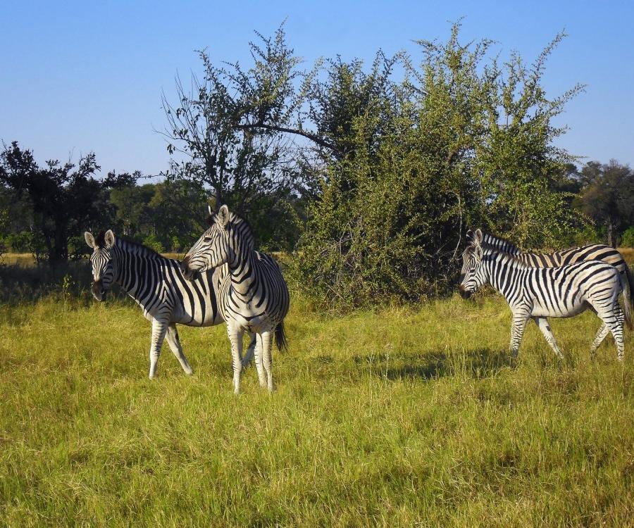 Reise in Botswana, Afrika von seiner schönsten Seite Safari