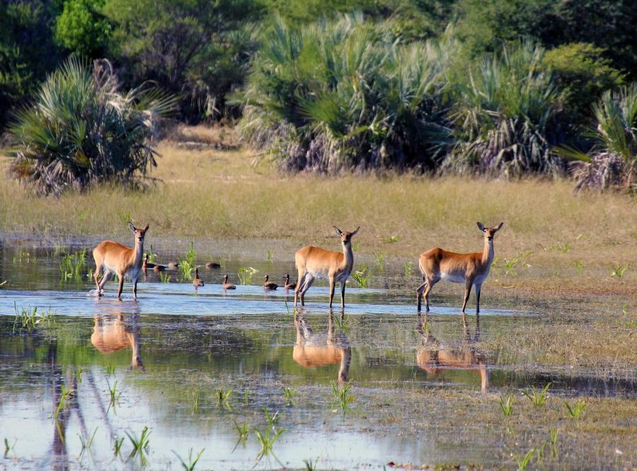 Reise in Botswana, Afrika von seiner schönsten Seite Safari
