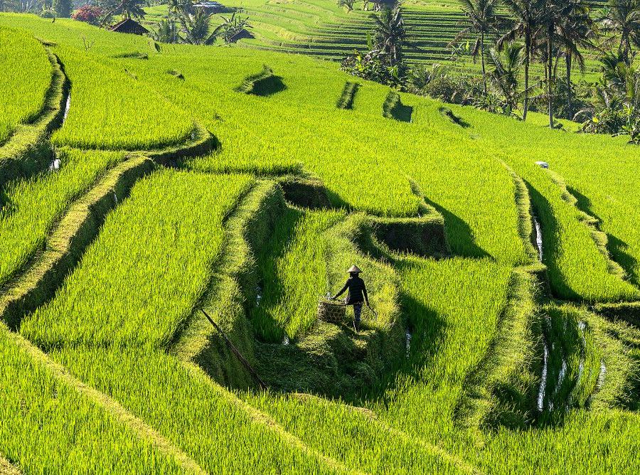 Reise in Indonesien, Reisterrassen von Jatiluwih